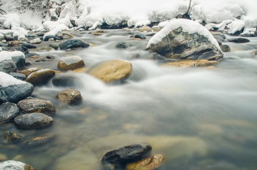 Plant on a mountain river, photographed with a long exposure