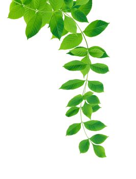 Nice border made from green leaves on white background