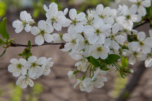 Cherry blossom flowers in a beautiful spring day.