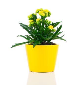 Kalanchoe blossfeldiana flower, on white background