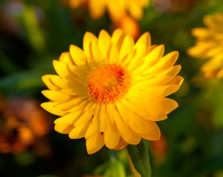 Xerochrysum bracteatum, commonly known as the golden everlasting or strawflower