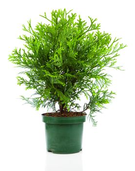 Thujopsis is a conifer in the cypress family Cupressaceae, isolated on white background