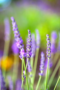 Lavender Flowers