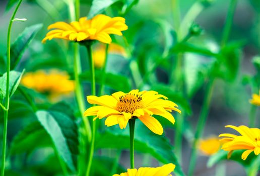 Heliopsis helianthoides, sunflower-like composite flowerheads, commonly called ox-eye or oxeye.