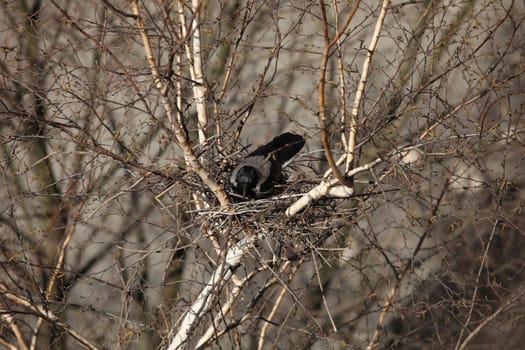 Raven  nest view from above close to