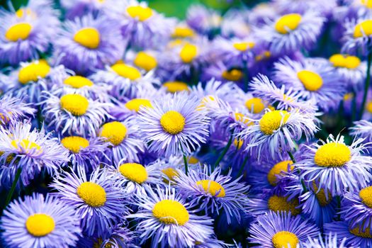 Symphyotrichum novi-belgii also known as New York Aster is the type species for Symphyotrichum, a genus of the family Asteraceae