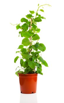 Actinidia deliciosa plant on white background