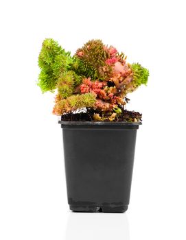 Sedum is a large genus of flowering plants in the family Crassulaceae.