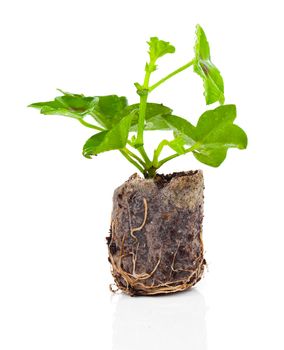 Geranium with roots, ready to plant