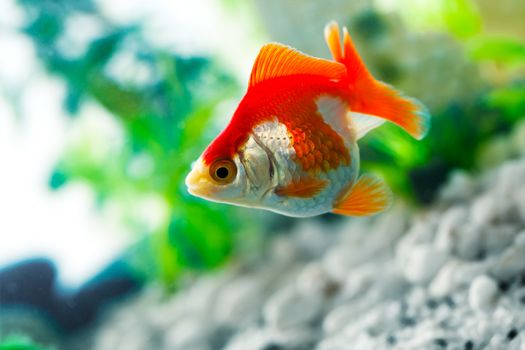 goldfish sucks a rocks in the aquarium