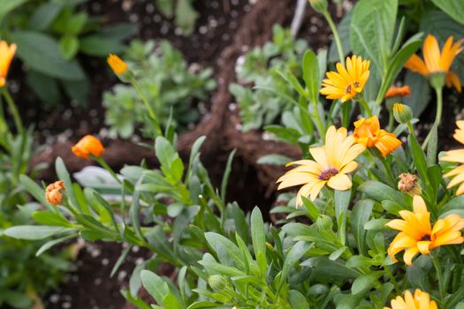 Fresh Orange Flowers with a shallow depth of field.