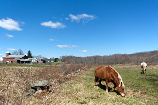 Two beautiful horses grazing in a field during early Spring time.