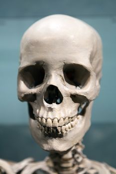 Old bony skeleton skull under dramatic lighting.