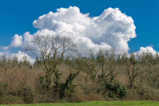 Big fluffy cloud above a field and woodland against a blue sky.