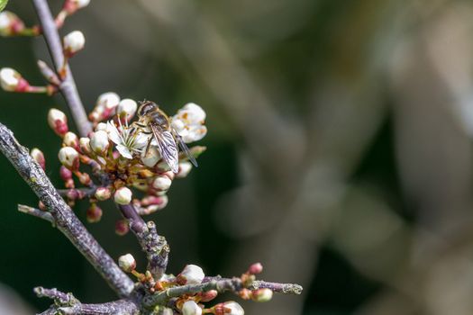 Honey Bee collecting pollen from a Black Hawthorn Blossom