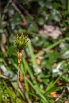 Bud opening up to unfurl the new leaves for spring.