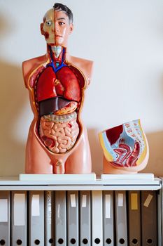 Photo of a human anatomical models on a shelf in a classroom.
