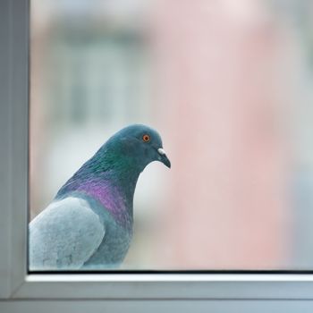 Curious fat pigeon looking at the window