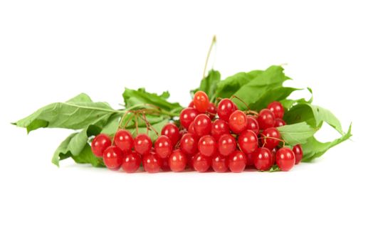 Bunch of red berries- guelder rose (Viburnum opulus) with green leaves isolated on white background