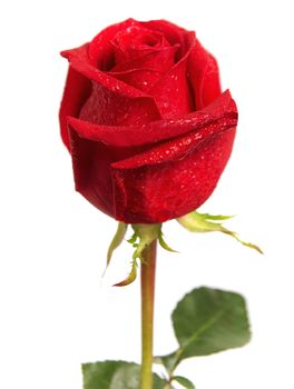 Beautiful red rose isolated on white background