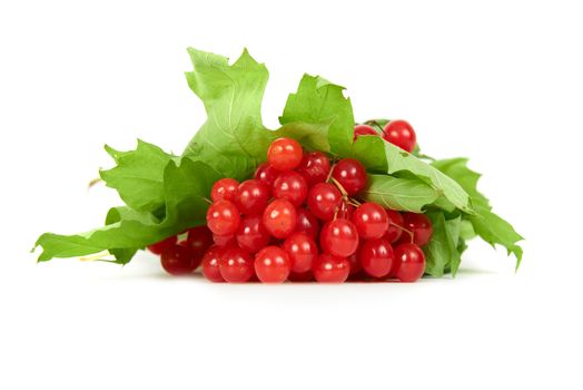 Bunch of red berries- guelder rose (Viburnum opulus) with green leaves isolated on white background