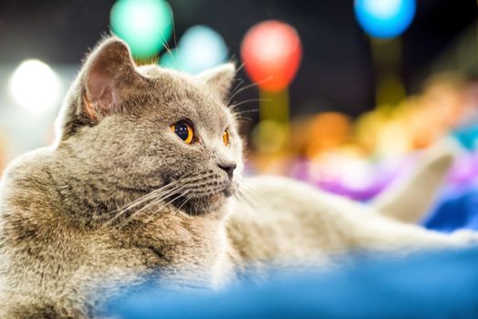 Adorable britan gray cat with orange eyes sitting and looking at camera