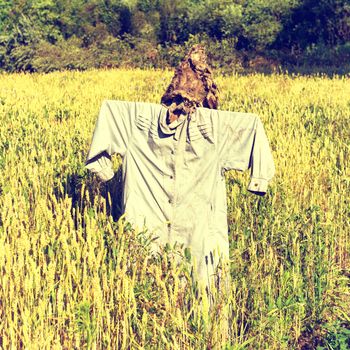 Scarecrow on the field full of wheat. Instagram colors.