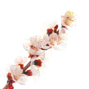 Almond white flowers isolated on white background