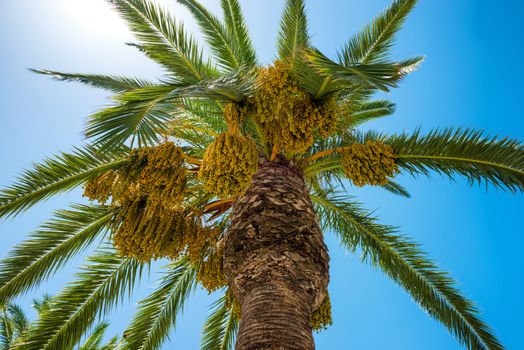 Big palm tree on blue sky background