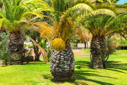 Big palm trees on blue sky background