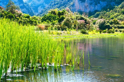 Beautiful landscape on the lake coast with flowers, green grass and mountains on background