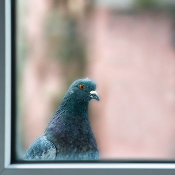 Curious fat pigeon looking at the window