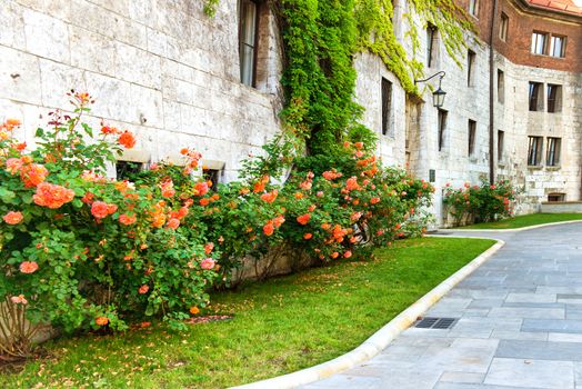 Flowers- red roses on the old street in Europe.