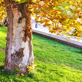 Big tree in the sunny park with green grass