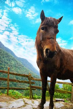 Red horse in the farm surrounding by forest