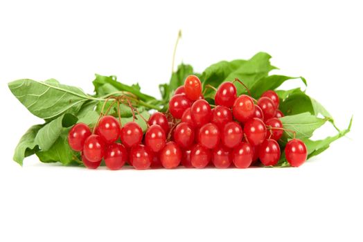 Bunch of red berries- guelder rose (Viburnum opulus) with green leaves isolated on white background