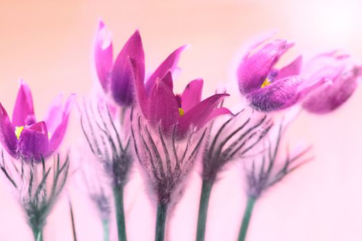 Pink flowers (Pulsatilla patens) on the soft background with shining sun