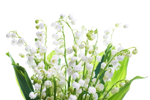 White flowers lilies of the valley isolated on white background