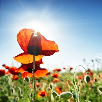 Beautiful red poppies on the green field with shining sun