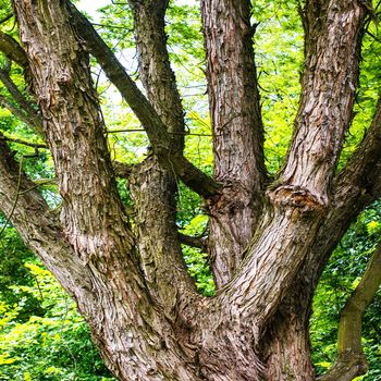 Big green oak tree in the park