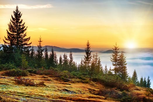 Sunset in the mountains in front of beautiful nature with forest and ocean of clouds