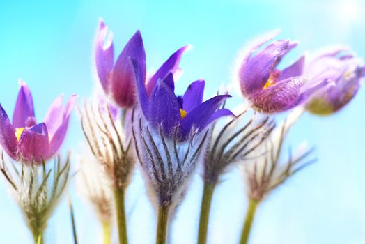 Violet flowers (Pulsatilla patens) on the blue background with shining sun