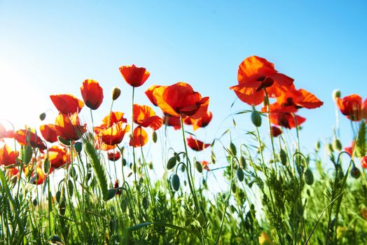 Field of beautiful red poppies on the blue sky background