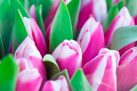 Pink and white tulips with green leaves- nature spring background. Soft focus and bokeh