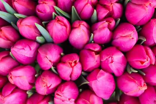 Fresh pink tulips with green leaves- nature spring background. Soft focus and bokeh