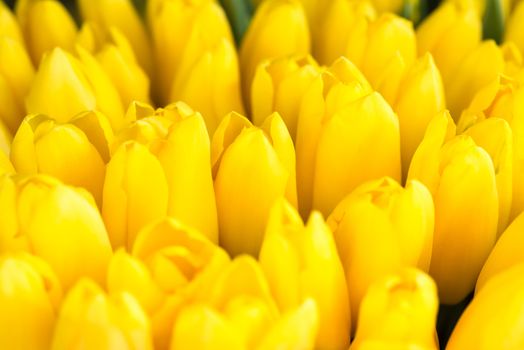 Fresh yellow tulips- nature spring background. Soft focus and bokeh