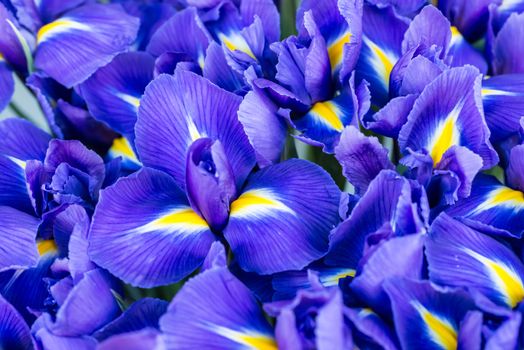 Blue flower irises- nature spring sunny background. Soft focus with bokeh