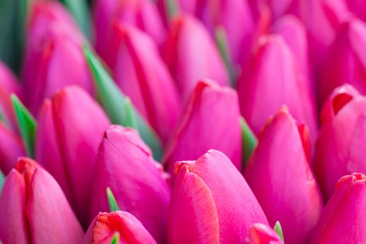 Fresh pink tulips with green leaves- nature spring background. Soft focus and bokeh