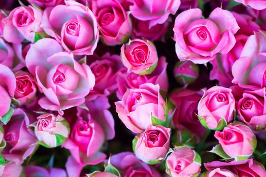 Fresh pink roses with green leaves- nature spring sunny background. Soft focus and bokeh