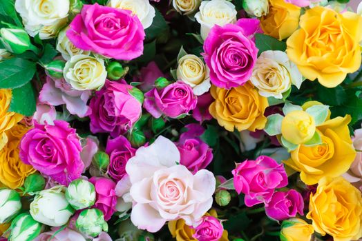 Fresh colorful roses with green leaves- nature spring sunny background. Soft focus and bokeh